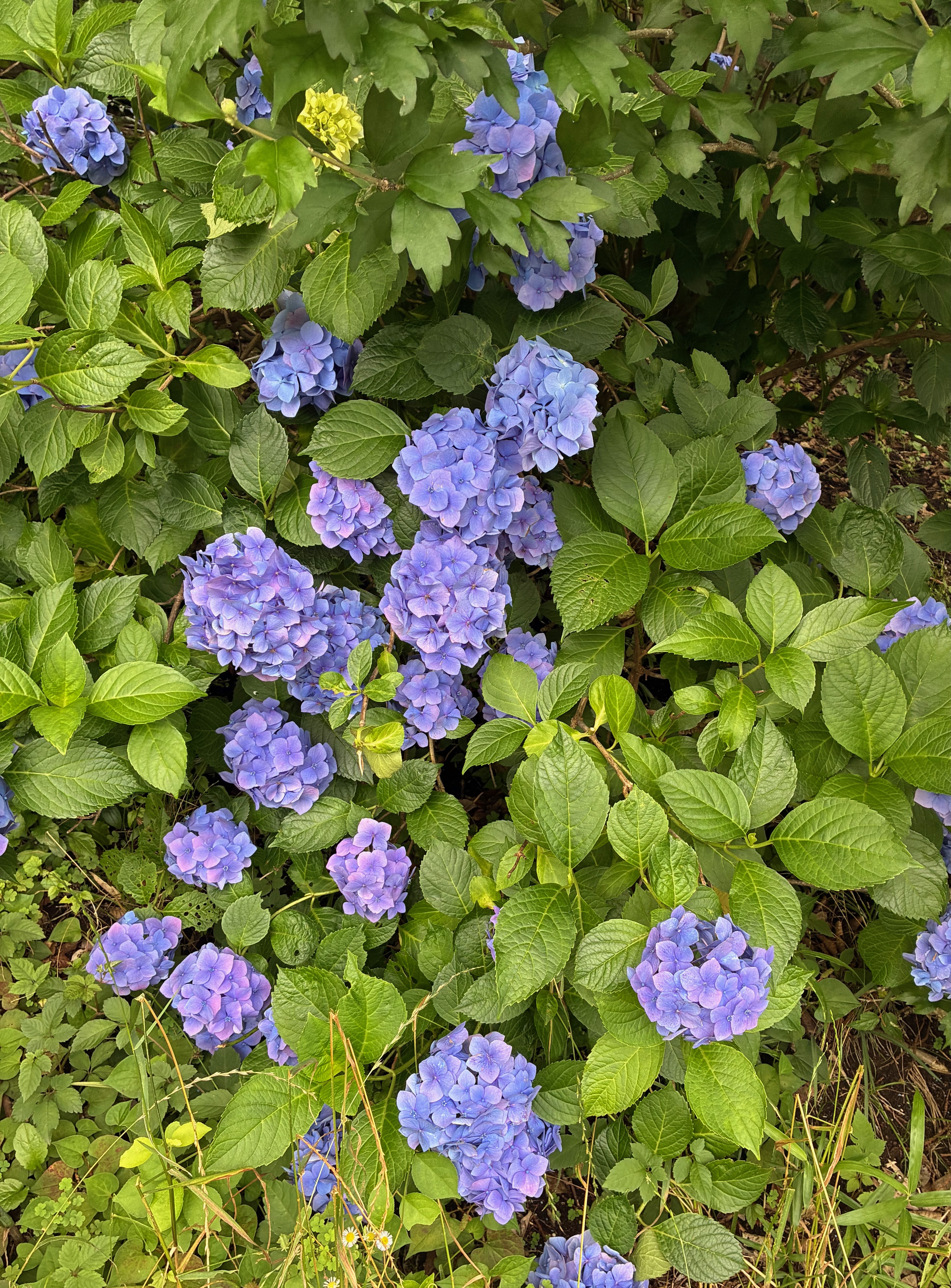 この時期の定番